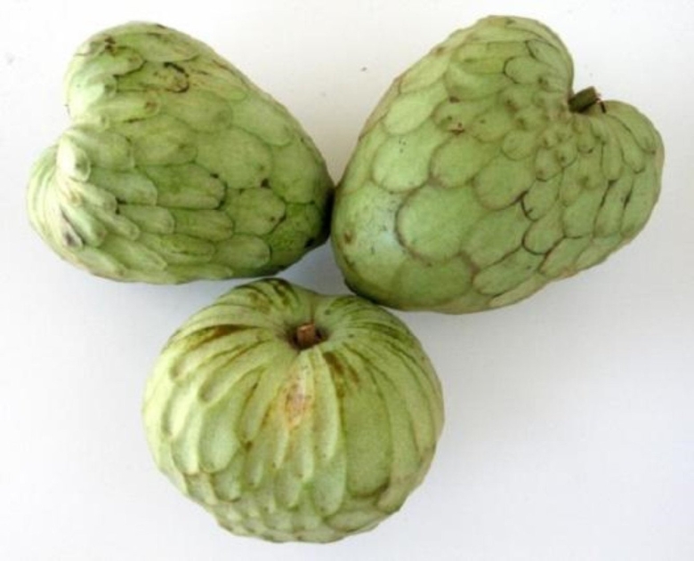 Cherimoya fruit