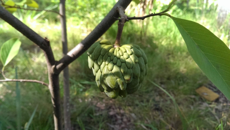 Аннона черимойя