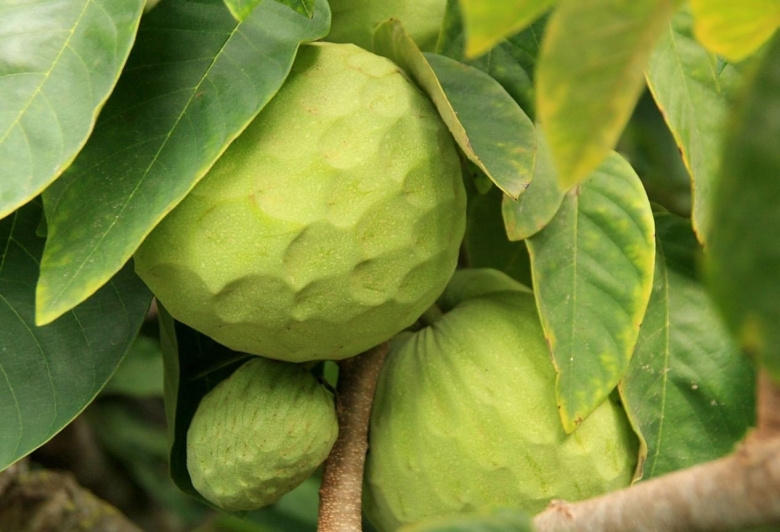 Аннона разнолистная