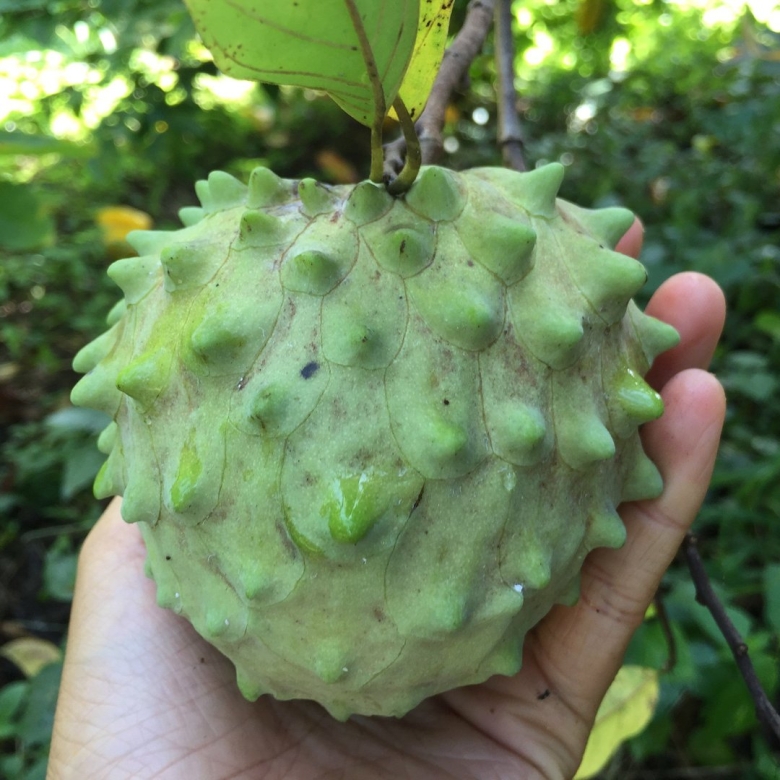 Аннона сахарное яблоко