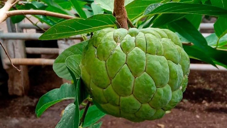 Сахарное яблоко