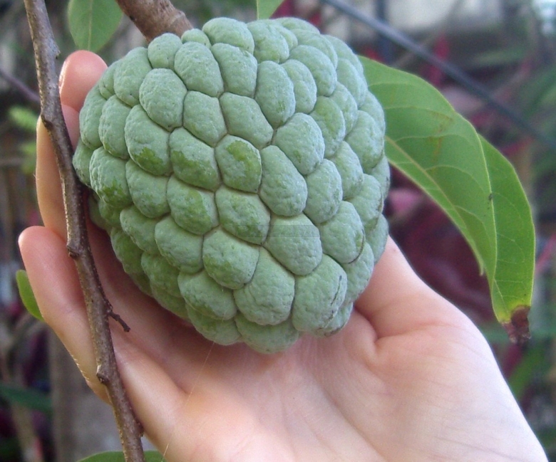 Аннона чешуйчатая