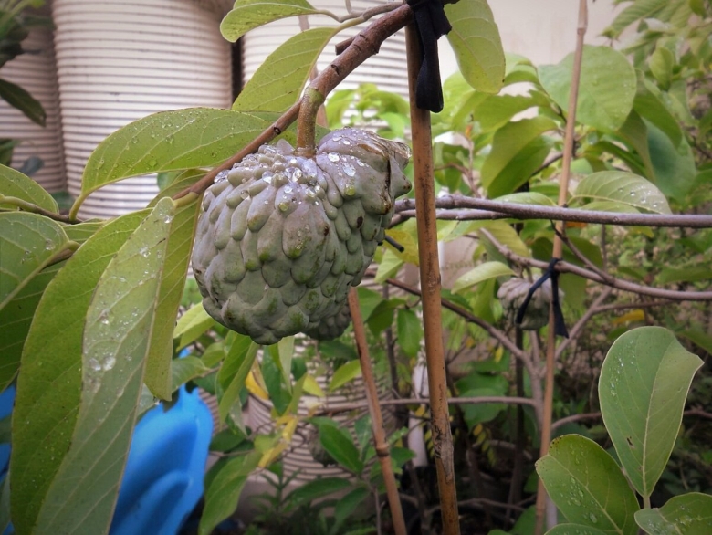 Аннона сахарное яблоко