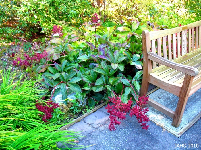 Теневыносливые кустарники