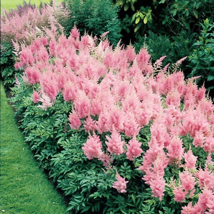 Вижен пинк астильба