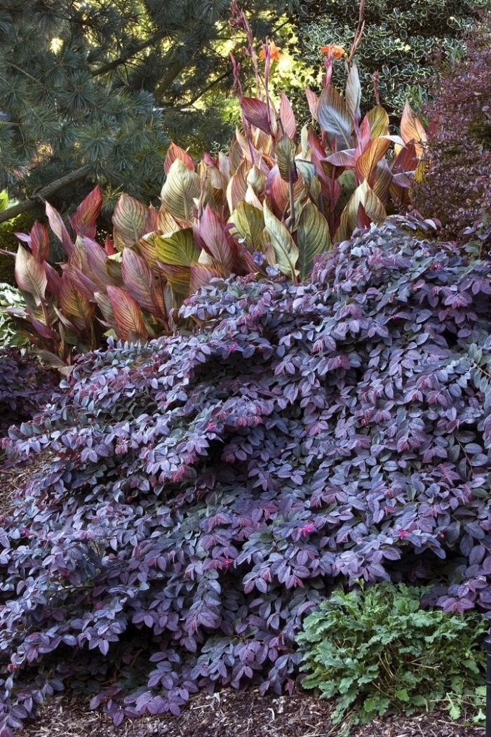 Многолетники куст тенелюбивые