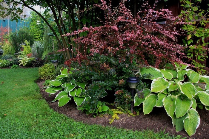 Барбарис в ландшафтном дизайне