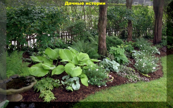 Хоста растение дизайн во дворе