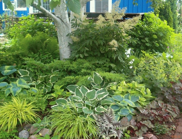 Тенелюбивые растения хоста