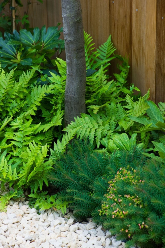 Тенелюбивые туи