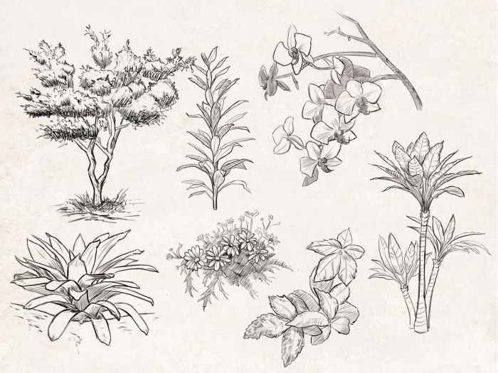 Ботанический скетчинг