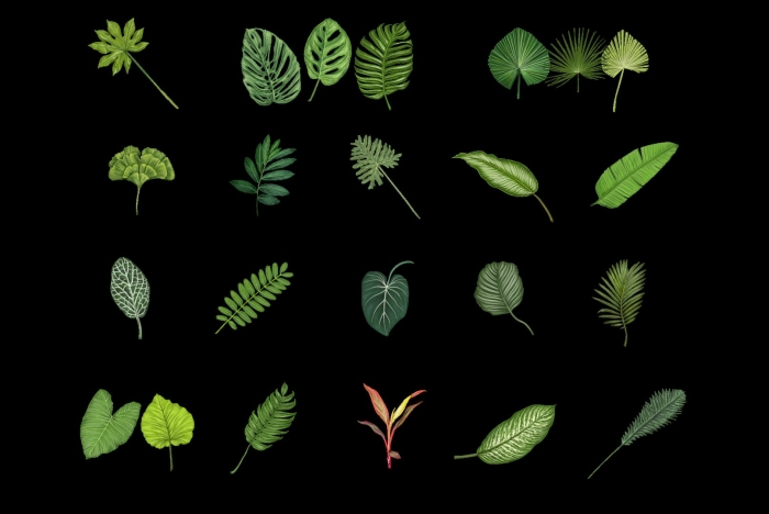Тропические листы