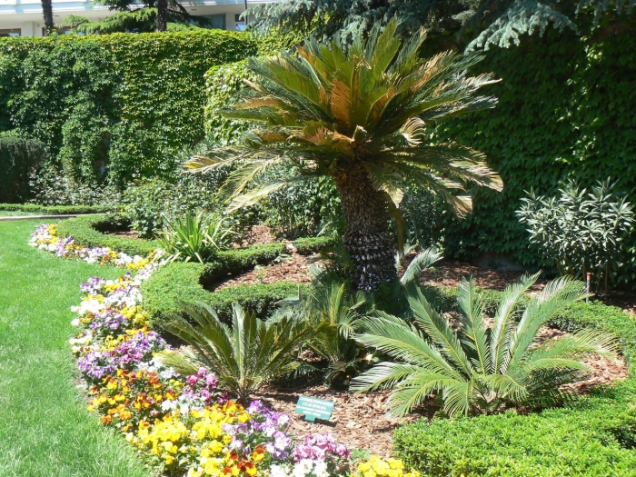 Никитский ботанический сад крым пальмы