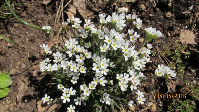 Крупка весенняя (draba verna (erophila verna)
