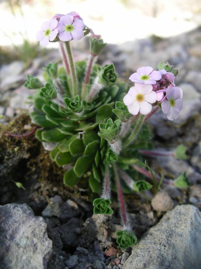 Androsace sempervivoides