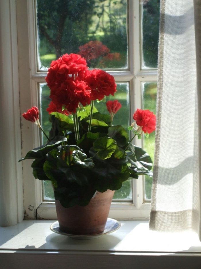 Герань комнатная