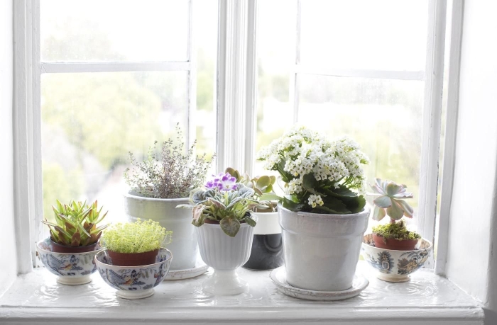 Цветы на подоконнике современный интерьер