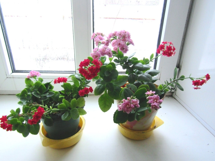 Цветок каланхоэ