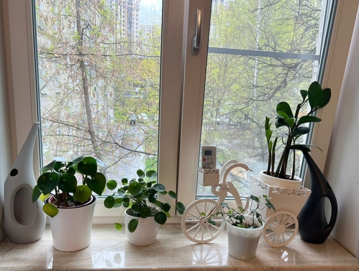 Растения в квартире