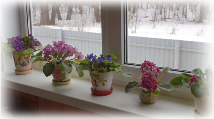 Узамбарская фиалка на окне