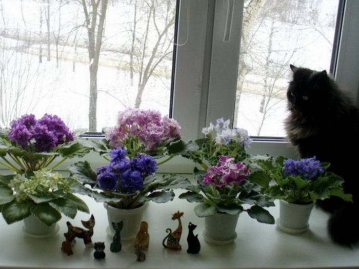 Узамбарская фиалка на окне