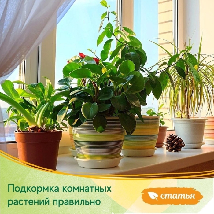 Подкормка комнатных растений