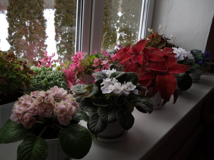 Комнатные цветы на подоконнике