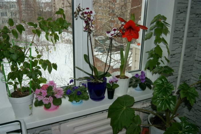 Цветок на подоконнике