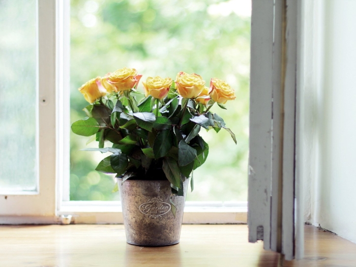 Желтая роза в горшке