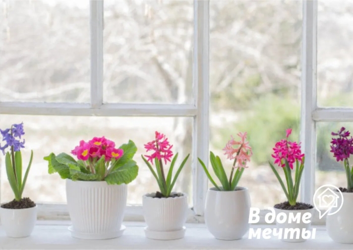 Комнатные растения на подоконнике