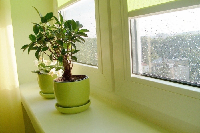 Комнатные растения в квартире