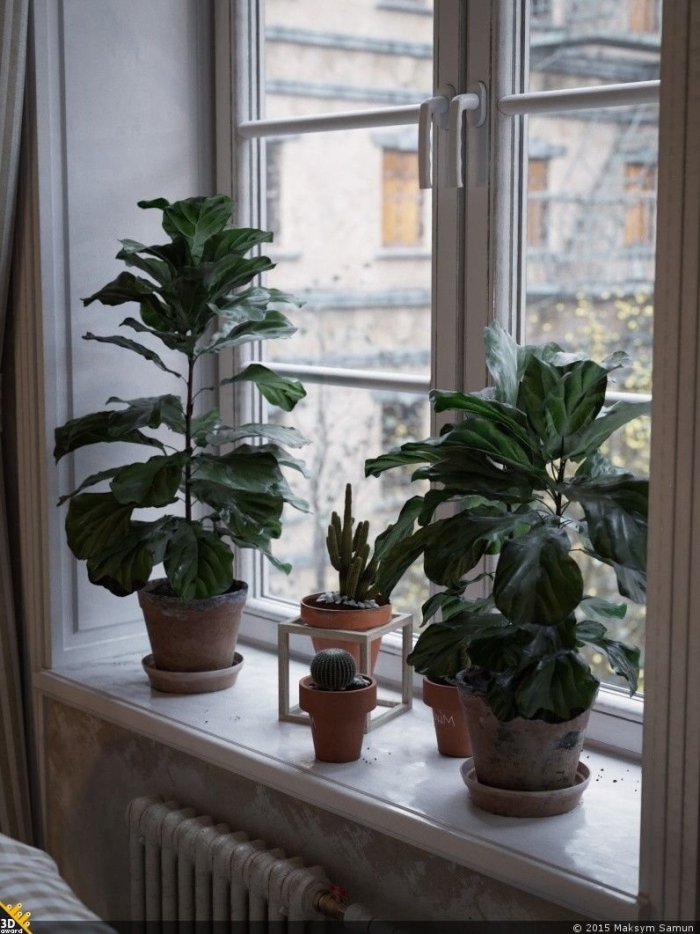 Фикус браун лиф