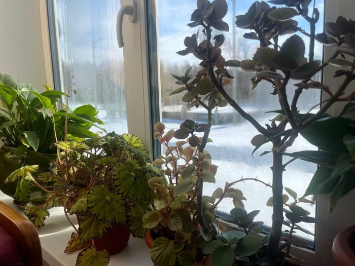 Комнатное растения