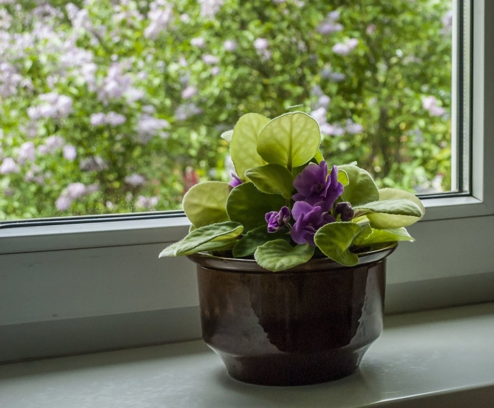 Комнатное растение фиалка