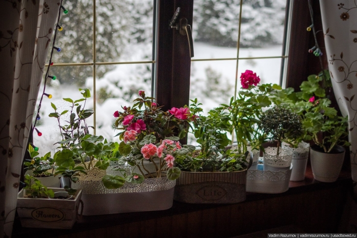 Растения на подоконнике зимой