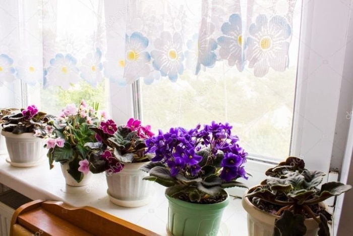 Узамбарская фиалка в горшке