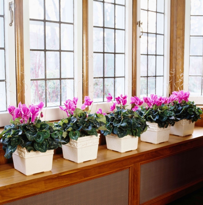 Цикламен цветы