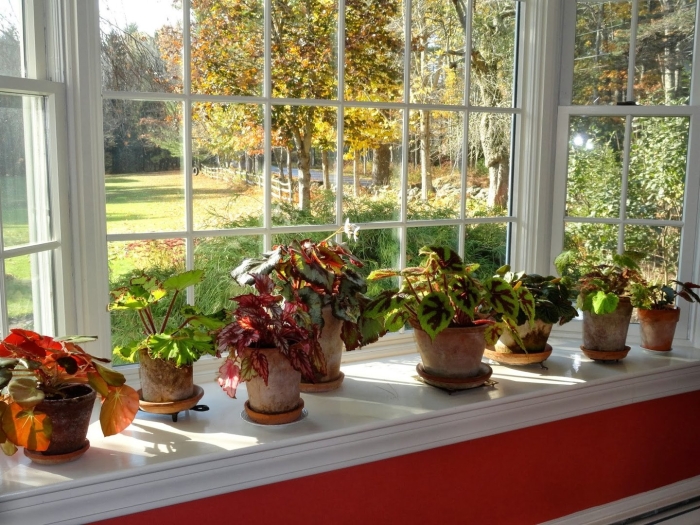 Бегония балконная