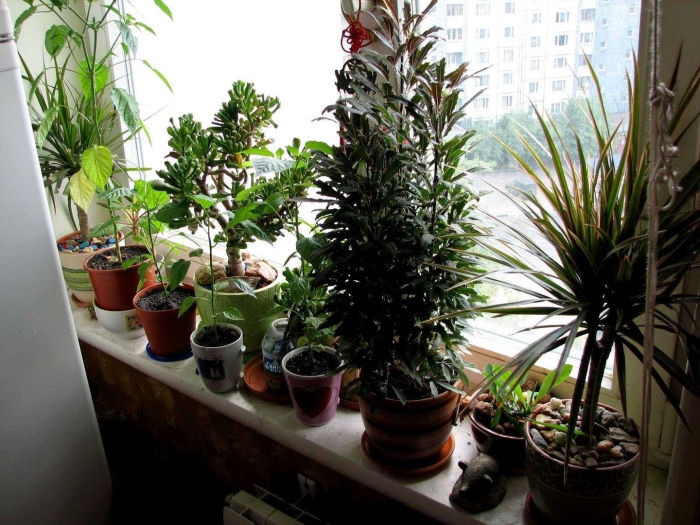 Комнатное растение