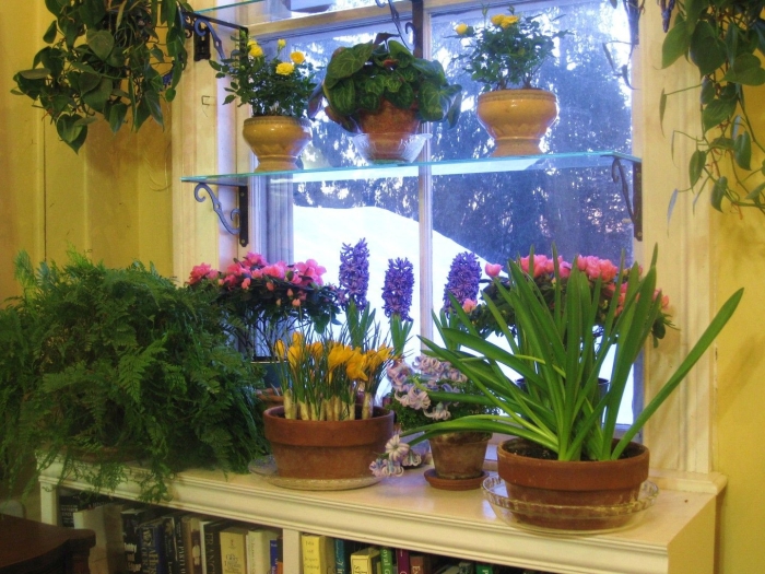 Цветок на подоконнике