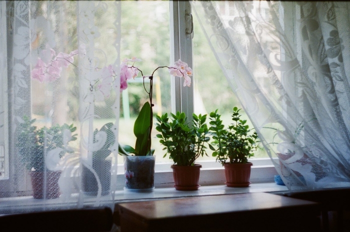 Комнатный цветок орхидея фаленопсис