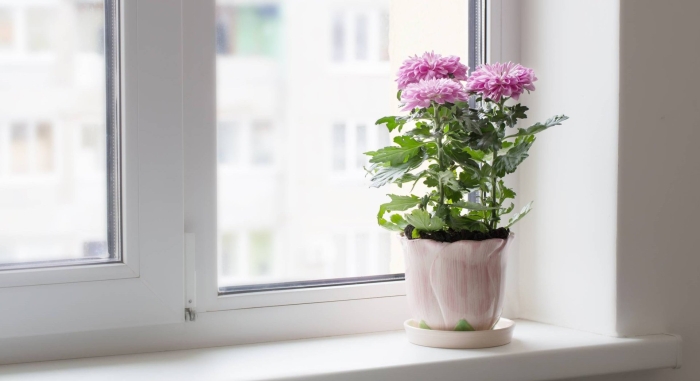 Хризантема комнатная аджани