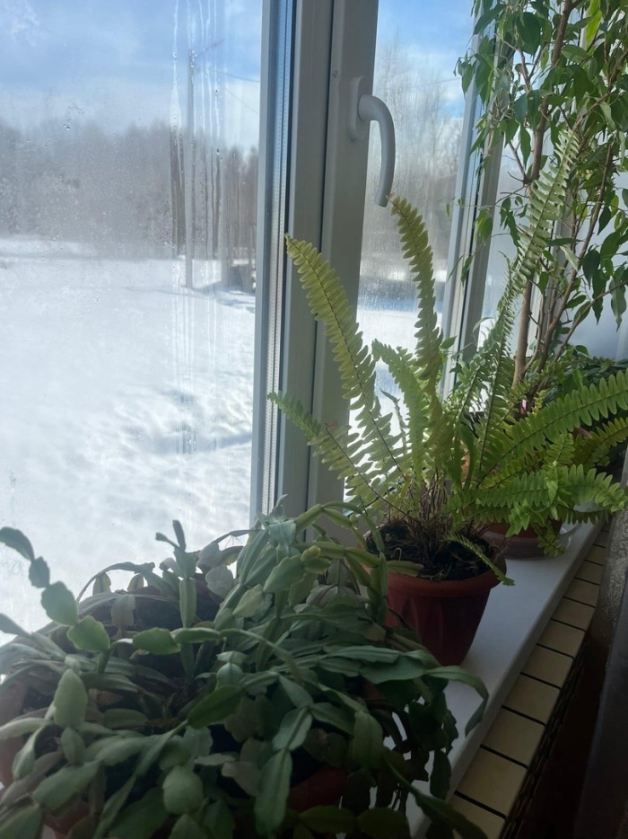 Нефролепис асплениум папоротник