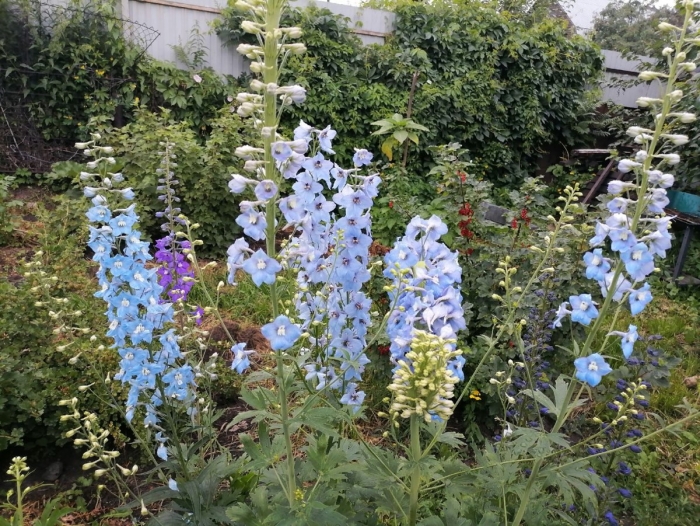 Дельфиниум скай блю