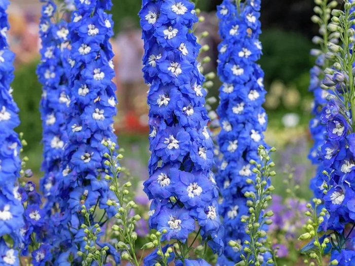 Однолетний дельфиниум шпорник