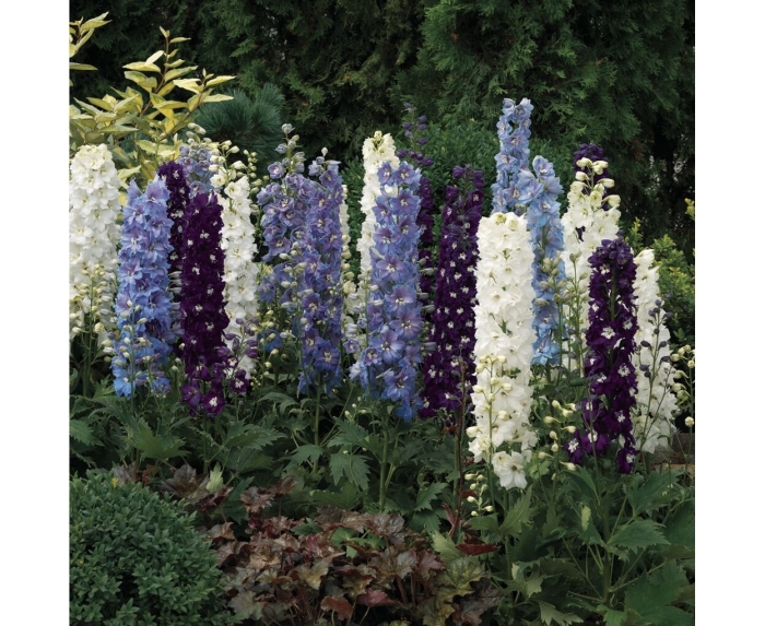 Дельфиниум высокий delphina mix