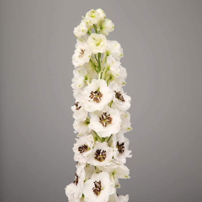 Дельфиниум грин твист