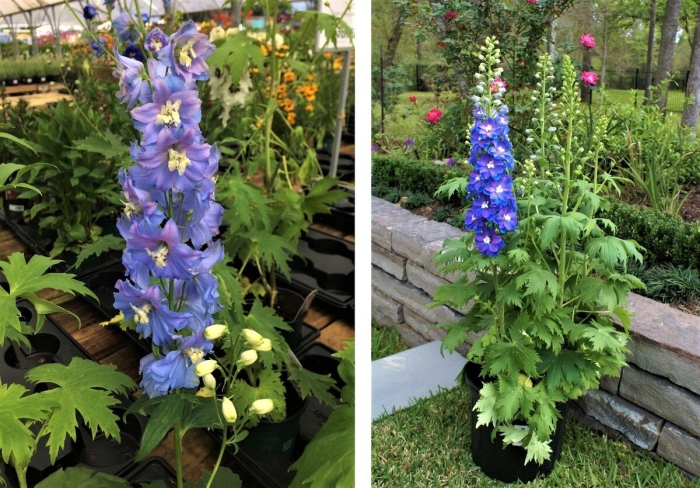 Дельфиниум гибридный