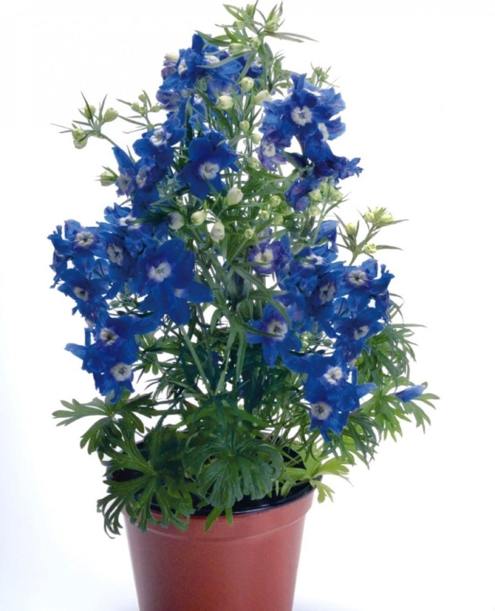 Дельфиниум саммер колорс