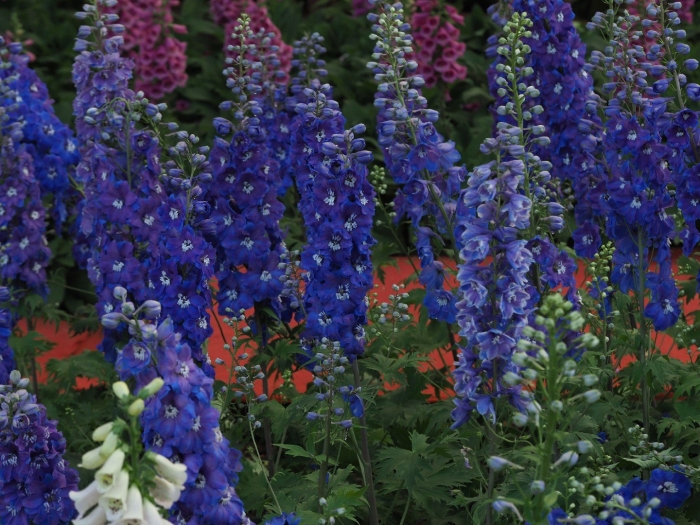 Дельфиниум гардиан блю